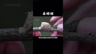 螳螂在产卵时，会分泌泡沫状的物质当做螳螂卵的孵化房，而这种卵鞘叫作螵蛸，是一种珍贵的中药材 #桑螵蛸