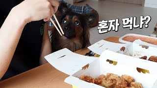 치킨이 강아지에게 끼치는 무시무시한 영향