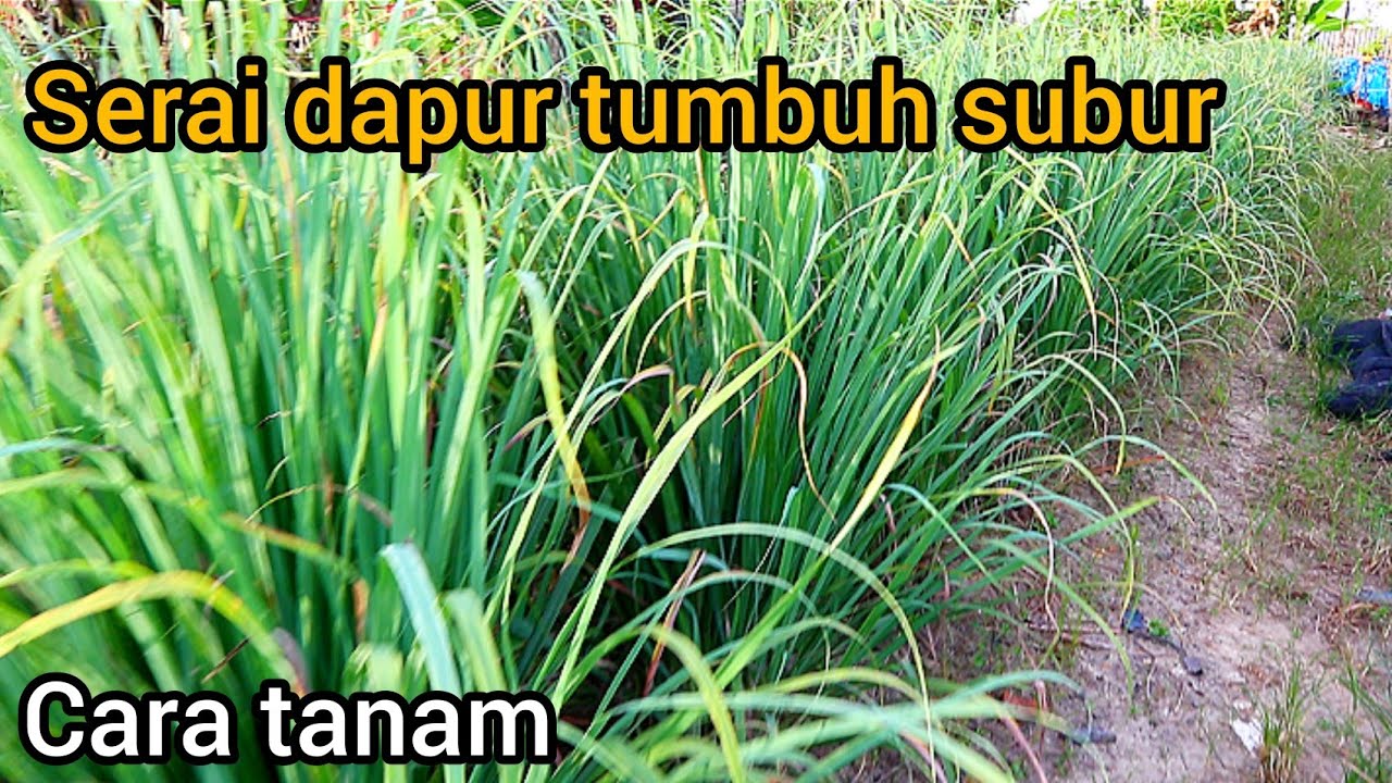 Cara Menanam Serai Dapur Di Tanah Agar Tumbuh Subur Dan Hasil Maksimal ...