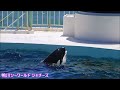 ラビーちゃんとトレーナーさんのファンサが凄すぎます😍 鴨川シーワールド シャチ kamogawa sea world