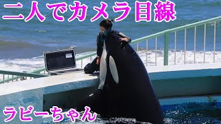 ラビーちゃんとトレーナーさんのファンサが凄すぎます😍 鴨川シーワールド シャチ Kamogawa Sea World