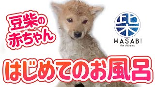 豆柴 はじめての泡風呂シャンプー  Puppy's Bubble Bath