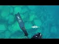 Spearfishing educational video 1