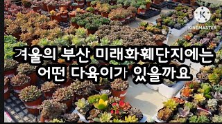 12.13.다육이 보며 힐링하는 시간#부산 미래화훼 도매 단지#다육이#요즘핫한선인장