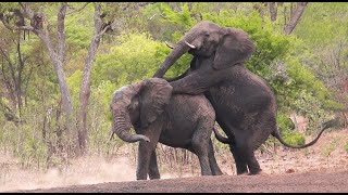 BIG FIVE African animals NEAR WATERHOLES of Kruger National Park (French, 4K).