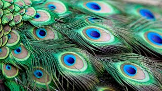 🦚 Enchanting Peacock Display: A Kaleidoscope of Nature's Brilliance! 🌈