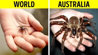 Why Are Insects in Australia So Big?