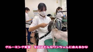 動物専門学校 トリマー 動物看護師 アクアリウム 動物のお仕事