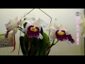 2016臺灣國際蘭展 嘉德麗亞蘭 2016taiwan international orchid show cattleya