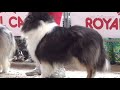 МЕЖДУНАРОДНАЯ ВЫСТАВКА СОБАК cacib international dog show