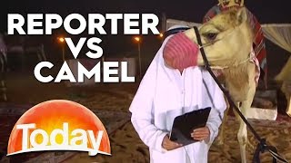 Camel upstages reporter on live TV | TODAY Show Australia