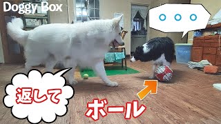 ボールを返して欲しくて話しかけるホワイトシェパードにボーダーコリーはどうする…？【DoggyBox3月号】