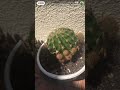 龔饕耆美好生活分享：熱帶植物仙人掌🌵球，陽光🌞越猛，生长越好👍。（7 8 2024星期三）2tv二视twobroadcast吐视