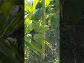 #papaya #cultivation.  #viralshorts #youtubeshorts #viralvideo #shorts