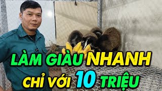 Cách Làm Giàu Hiệu Quả Chỉ Từ 10 Triệu Đồng Với Chăn Nuôi Chồn Mốc ( Cầy Vòi Mốc - Cầy Hương )