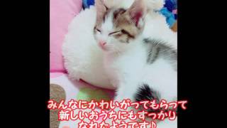 ももじろぅの動画が届きました♪編【猫】ぎんじろぅとももこ。ちびにゃんず☆