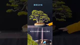 进口那须五叶松，有喜欢的双击评论加关注2 #bonsaitree #tree #bonsailovers #bonsaigarden