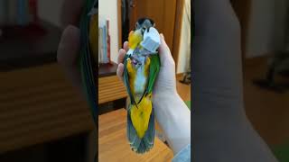 これ最高～！(←掃除機の弁) シロハラインコのパルム〔Caique parrot play〕