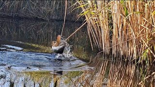 Am pescuit la varga.Cativa ciortani la boaba de porumb