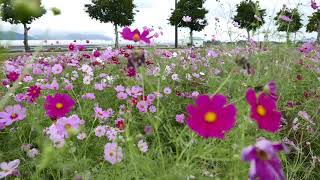 あいとうマーガレットステーあいとうマーガレットステーション　秋桜　コスモス　４Kステレオ