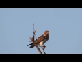 swainson s hawk calling and being harrassed by a kingbird