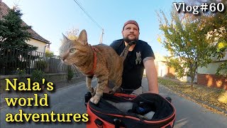 Nala cat's most BEAUTIFUL camping spot 😻❤️  VLOG #60