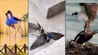 Beautiful Bird Mating #compilation