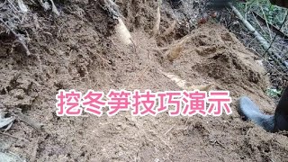 阿辉今天去高山上的竹林挖冬笋，收获了满满一袋冬笋，真过瘾