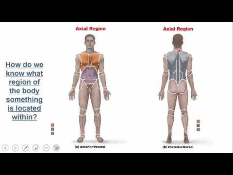 Introduction to the Human Body: Overview and Gross Anatomy