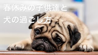 【犬のストレス】春休みとわんちゃんのケア：家族みんなで幸せな時間を過ごすために