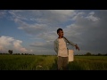 Seeds of Innovation: Integrated Pest Management for Rice in Cambodia