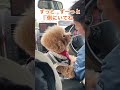 【命尽きるまで…】 トイプードル 多頭飼い