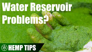 Hydroponic Water Reservoir Issues and How to Correct Them