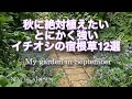 【ガーデニングVlog】秋に絶対植えたい🌾強い、育てやすい、花期が長い、イチオシの宿根草12選｜9月初め私の庭｜夏の思い出,カブトムシ｜12 Recommended Perennials