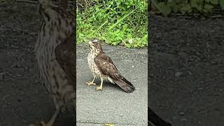 【奄美大島】奄美のどうぶつ　サシバのヒナ　#奄美大島 #野鳥 #サシバのヒナ