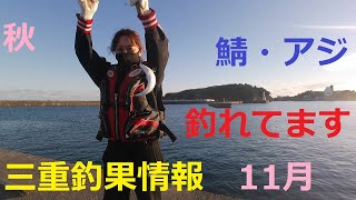 三重県釣果情報　鯖・アジ 　釣れてます 11月 秋