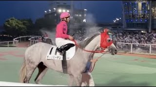 ディナミーデン　赤いメンコがお似合い　かわいい芦毛くん　大井競馬場