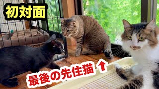 初めての部屋で初対面の先住猫にぐいぐい行く保護子猫