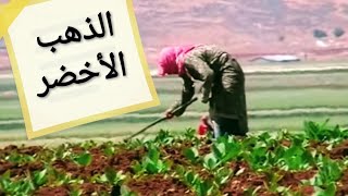 #x202b;الذهب الأخضر - وثائقي عن زراعة الحشيشة في لبنان#x202c;lrm;