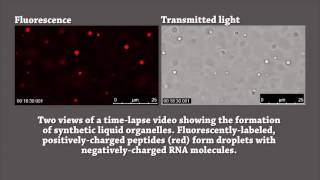 The formation and dissolution of synthetic \