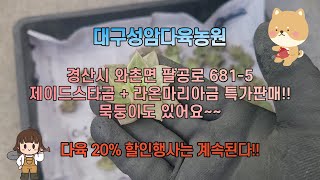 대구성암다육농원  제이드스타금 + 라온마리아금 특가판매!!  묵둥이도 있어요~~