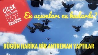 bugün kart ve yavru posta güvercinlerimizin antrenmanları harika geçti ve çiçek hastalığında (iyot)