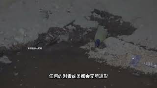 捕蛇水水淹蛇窝会发生什么，蛇窝被水淹没之后，里面的蛇类逃出了