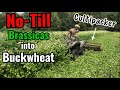 No - Till Brassica Food Plot Buckwheat Method