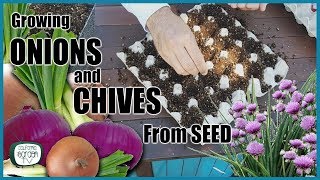 How to Grow Onions and Chives From Seed