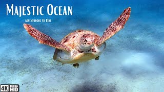 Majestic Ocean Turtles