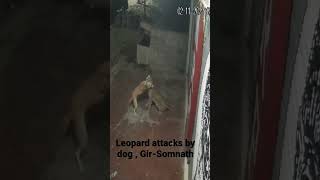 अपनी गली में कुत्ता भी शेर। Dog attacks Leopard , Gir-Somnath