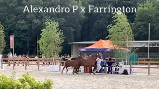 Compilation of the Gelders foals @ KWPN Championships 2022