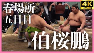 【伯桜鵬 - 天空海】大相撲 春場所 五日目。衝撃の展開ッ！？【三月場所｜大阪場所 sumo】Hakuoho Osaka 2024