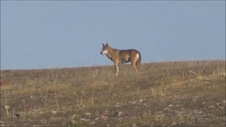 Kastamonuda çekilen harika bir doğa gözlem videosu